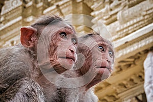 Closeup shot of two Bonnet macaques outdoors under the historical building