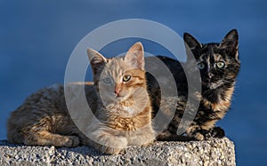 Closeup shot of two cats looking ahead on a blue background