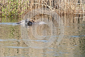 Closeup shot of two cute nutrias swimming in the lake