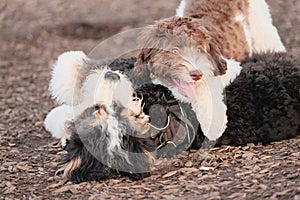 Closeup shot of two cute puppies playing at a park