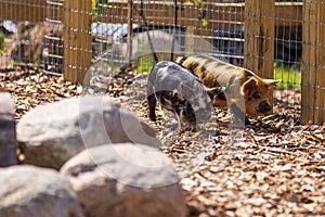 Closeup shot of two cute and spotted piglets walking in a farmland behind a metal fence