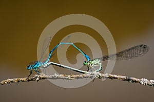 Closeup shot of two damselflies mating