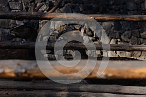 Closeup shot of two deers behind a wooden fence in front of a concrete wall