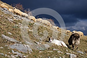 Closeup shot of two dogs guarding the sheep grazing on the slopes of a mountain