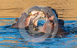 Closeup shot of two hippopotamuses fighting in the lake under the sunlight