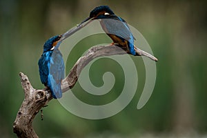 Closeup shot of two Kingfishers playing with each other perched on a branch