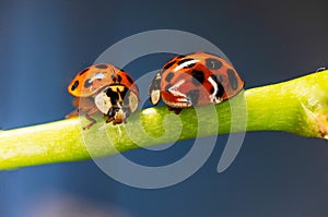 Closeup shot of two ladybugs on a green flower stem