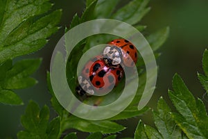 Closeup shot of two ladybugs mating on a green leaf