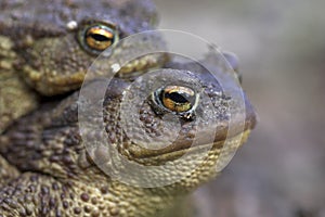 Closeup shot of two mating frogs on a blurred background