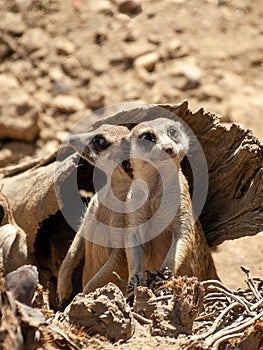 Closeup shot of two meerkats (Suricata) standing up and looking around
