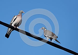 Closeup shot of two pigeons perched on cable wire under a blue sky background