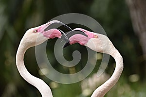 Closeup shot of two pink flamingos touching beaks