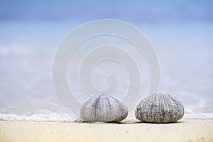 Closeup shot of two sea urchins on the beach on a sunny day