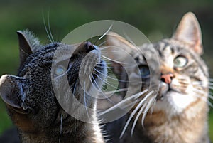 Closeup shot of two seemingly focused American shorthair cats looking up