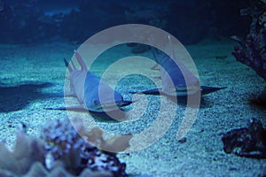 Closeup shot of two sharks at the bottom of the sea.