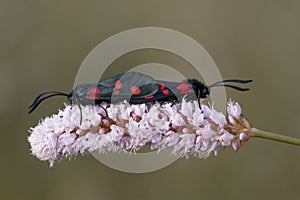 Closeup shot of two six spot burnet standing on a common bistort