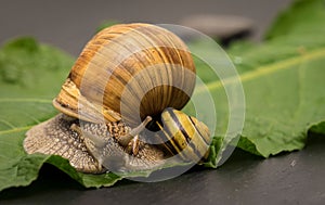 Closeup shot of two snails with brown and yellow shells on a green leaf