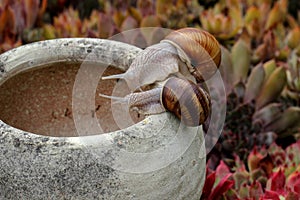 Closeup shot of two snails on a jar