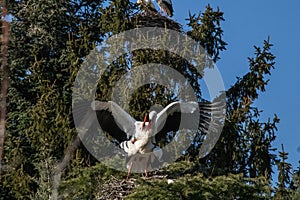 Closeup shot of the two storks playing on the nest on the tree