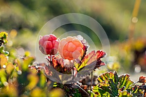 Closeup shot of two unpicked cloudberries/rubus chamaemorus outdoors in summer with warm light. One red and one orange berry.