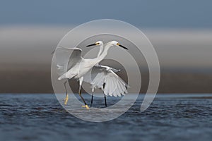 Closeup shot of two white egrets with black beaks and yellow claws hunting in the ocean