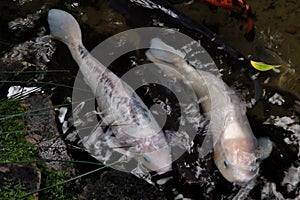 Closeup shot of two white koi carps swimming in a small pond