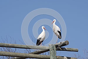 Closeup shot of two white storks on a blue sky background