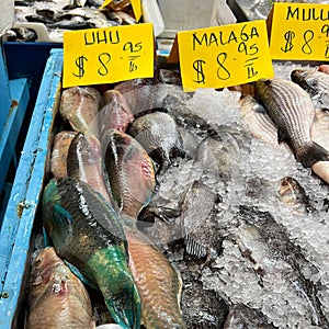 Closeup shot of Uhu at the Fish Market, Oahu, Hawaii