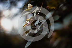 Closeup shot of unbloomed plant in a forest