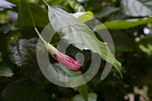 Closeup shot of a unblossomed hibiscus flower in the garden