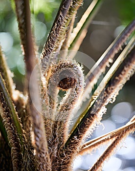 Closeup shot of unfurling crosiers of lacy tree fern. Sphaeropteris cooperi.