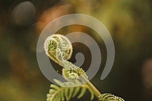 Closeup shot of unfurling fern leaf