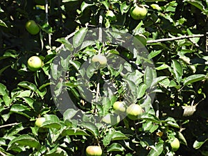 Closeup shot of unpicked green apples on the tree