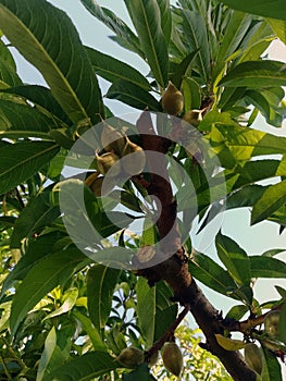 Closeup shot of unripe almonds on an almond tree