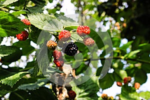 Closeup shot of unripe blackberry fruits on a shrub in a garden