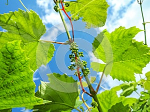 Closeup shot of unripe cluster of grape berries developing after pollination of flowers. Growing backyard grapes with blue sky