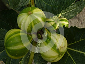 Closeup shot of unripe figs growing on the tree