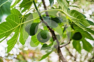 Closeup shot of unripe figs hanging from a branch of a fig tree in the garden