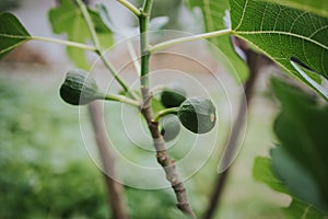 Closeup shot of unripe green figs growing on a tree