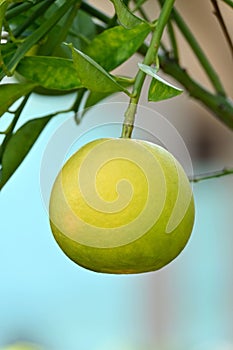 Closeup shot of an unripe lemon hanging from the tree on the blurred background