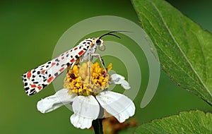 Closeup shot of an utetheisa pulchella moth perched on a flower.