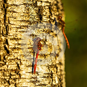 Closeup shot of a Vagrant darter sitting on the tree