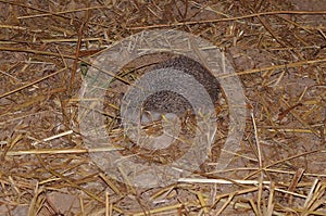 Closeup shot of a Vagrant Hedgehog in a brown field
