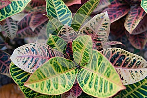 Closeup shot of a variegated croton plant