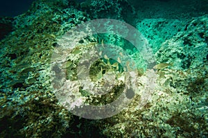 Closeup shot of various fishes swimming in the water