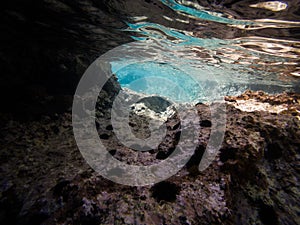 Closeup shot of various fishes swimming in the water