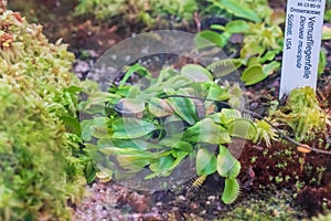 Closeup shot of the Venus Flytrap carnivorous plant