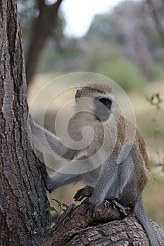 Closeup shot of a vervet monkey sitting on the tree in the Serengeti National Park in Tanzania