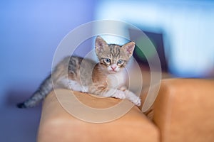 Closeup shot of a very cute kitty on the sofa