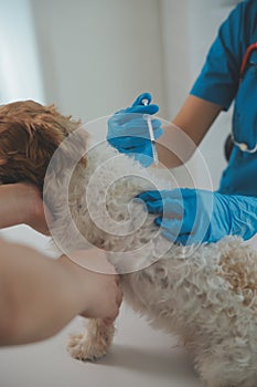 Closeup shot of veterinarian hands checking dog by stethoscope in vet clinic